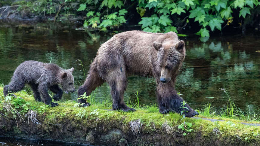Grizzly bear and cub, photo taken by Paul Goldstein